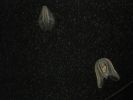 PICTURES/Tennessee Aquarium in Chattanooga/t_Bell Jellyfish1.jpg